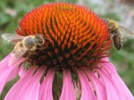Honeybees on coneflower