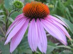 Coneflower