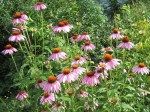 Masses of coneflowers