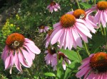 Bumblebees on coneflowers