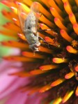 Fly on coneflower