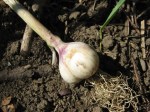 garlic_090711 Half a head of garlic