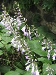 Tall flowering hostas (bees not shown)