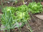 Lettuces in situ