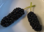 Ripe, ripe mulberries