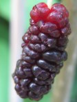 Nearly, nearly ripe mulberry