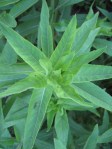 Evening primrose rosette