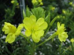 Evening primrose flowers