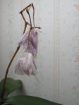 orchid_dying_090628 Orchid flowers dying