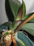 orchid_sprouting_090628 Orchid sprouting new leaf and roots