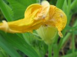 Squash blossom (male)