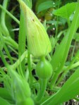 Female squash blossom