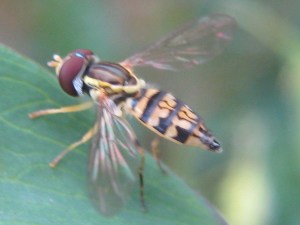 Toxomerus Syrphid fly 