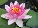 Water lily