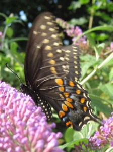 Black Swallowtail on Butterfly bush