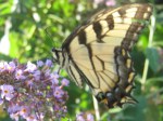 Swallowtail Butterfly