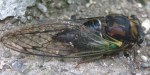 Lyric Cicada