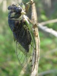 Cicada clinging to collard seed pod