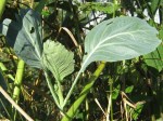 Collards sending out new shoots