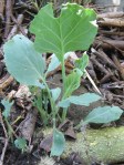 New collard sprouts