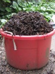 to a heaping tub of compost