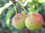 A pair of crabapples