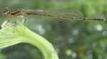 Damselfly enjoying a fresh-carved perch