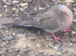 Mourning dove playing at cat bait