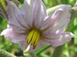 Eggplant flower