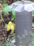 Goldfinch eating breakfast