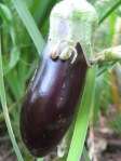 First eggplant