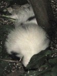 Skunk from a safe distance