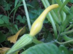 Female squash blossom