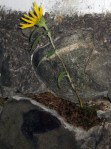 Sunflower on the rocks