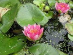 Two water lilies rise above the water.