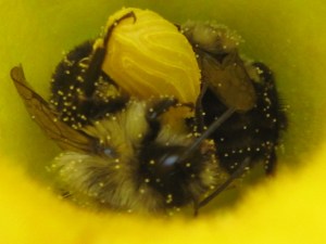 Pollen dotted bees in squash blossom
