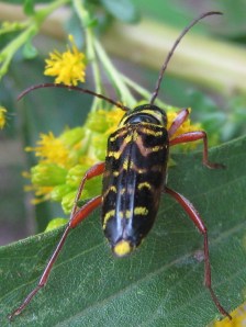 Locust borer feeding on goldenrod