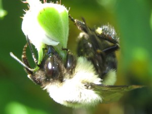 bumble_nectar_090919 Bumblebee drinking nectar