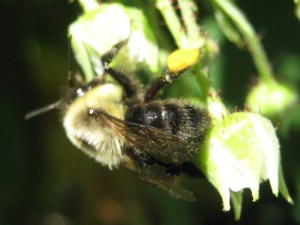 bumble_pollen_090919 Bumblebee gathering pollen