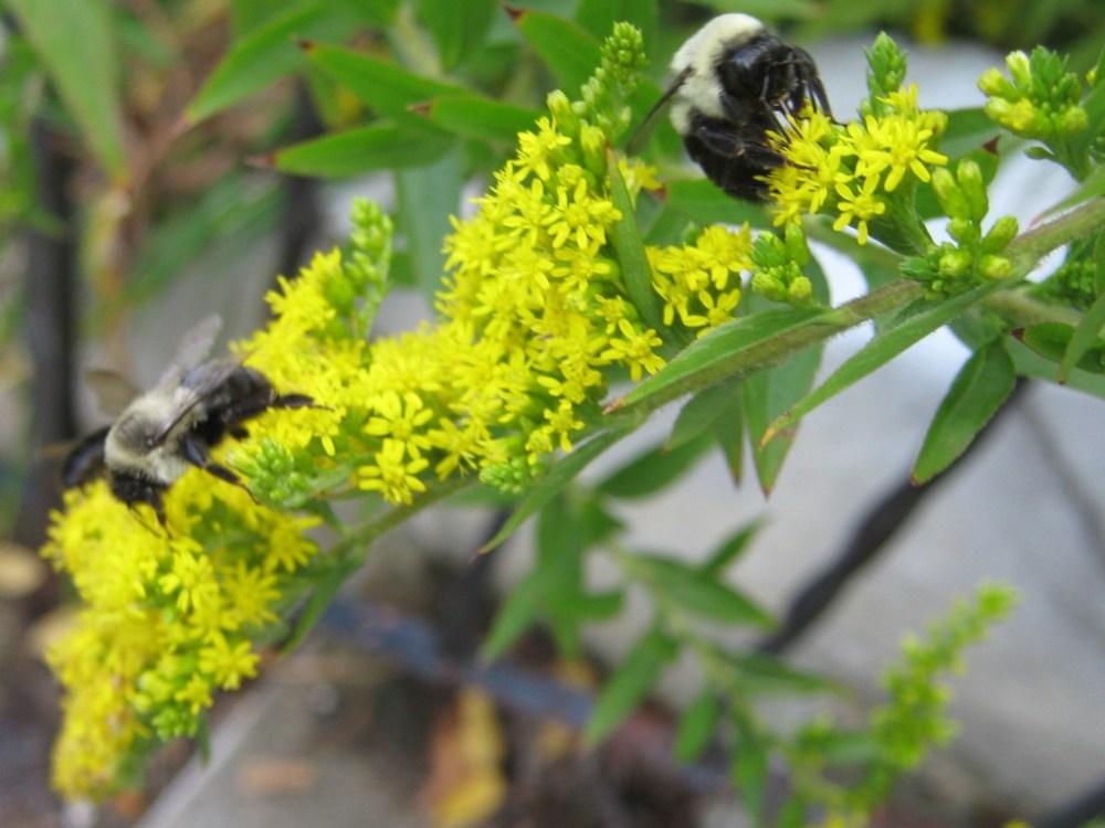 Three leisurely bumblebees