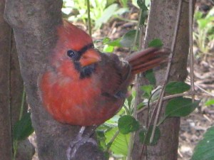 Young Mr. Cardinal says hello