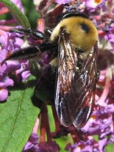 Humongous carpenter bee