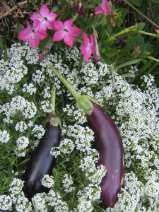 eggplant_harvest_090926 Eggplants resting before they get devoured