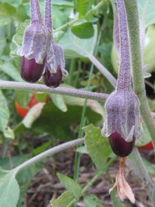 eggplant_tocome_090926 Eggplant with three little ones on the way