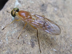 Soldier Fly