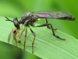 fly_wasp_090603 Robber fly sucking the living juice out of a wasp