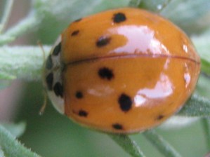 Asian Ladybug