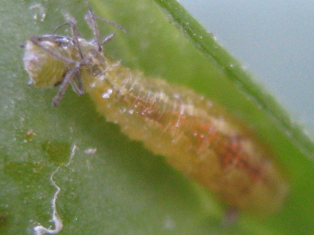larva_aphid_090928 Syrphid larva attacking an aphid