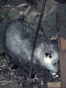 O, you big fat possum!