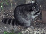 raccoon_090902 Hungry, hungry raccoon
